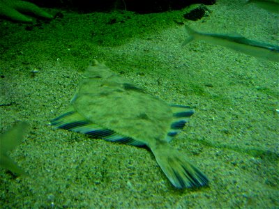 Starry flounder (Platichthys stellatus)