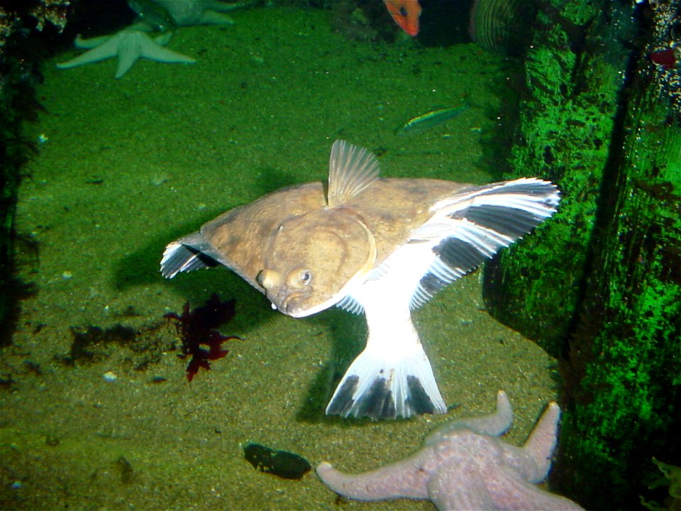 Starry flounder (Platichthys stellatus)