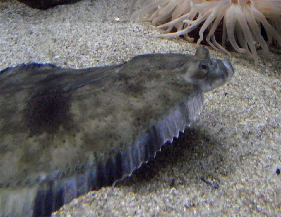 Platichthys stellatus at the Birch Aquarium, San Diego, California, USA.