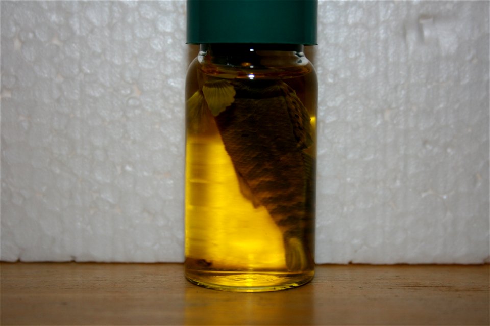 A Etheostoma caeruleum in the Hough collection. Caught in Portage, Michigan.