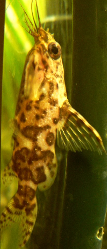 es handelt sich um den Rückenschwimmenden Kongowels, in meinem eigenem Aquarium. Das Tier ist etwa 6cm groß.