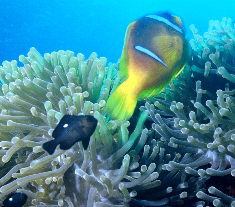 Dascyllus en anemoonvis (Dascyllus trimaculatus)