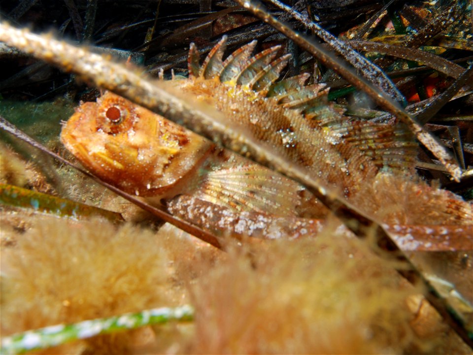 scorpaaena porcus2