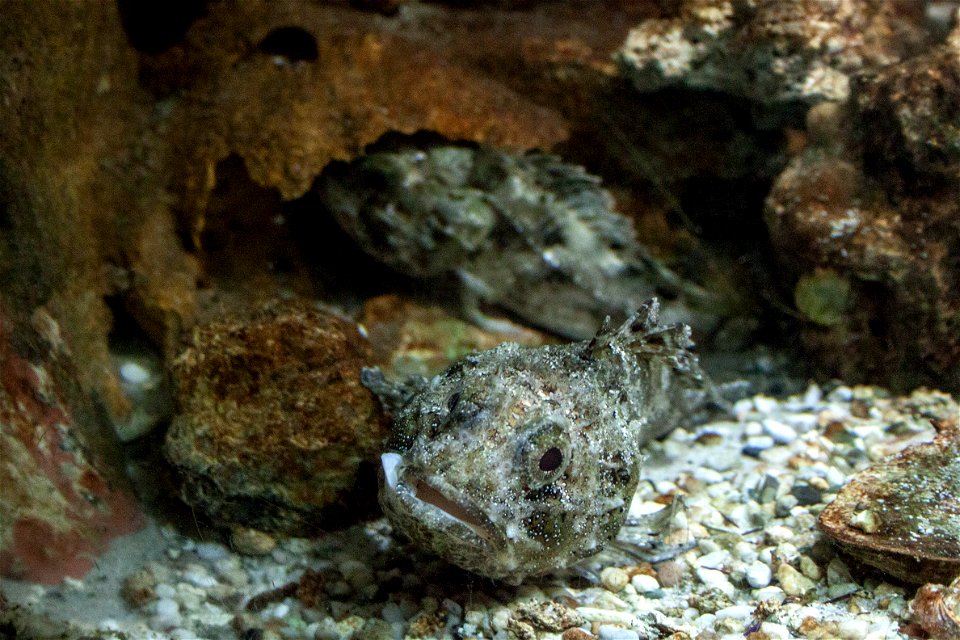 Scorpaena porcus in Rhodes Aquarium