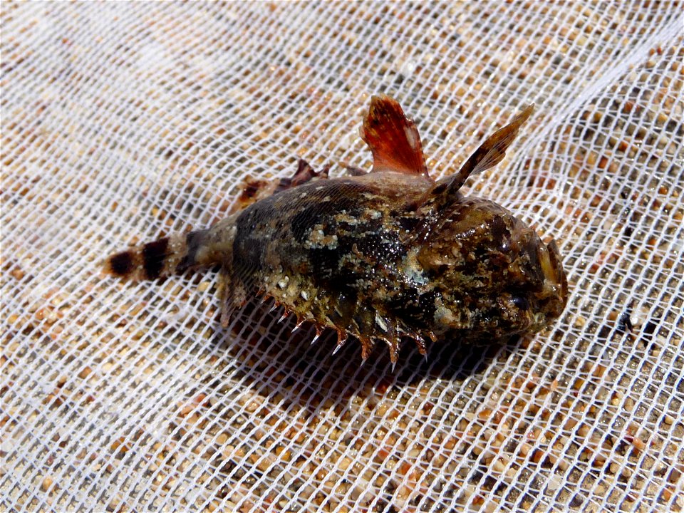 Black scorpionfish Scorpaena porcus. This fish has been caught in Black sea. Poisonous thorns are well visible. After very short photosession the fish was released back to the sea.