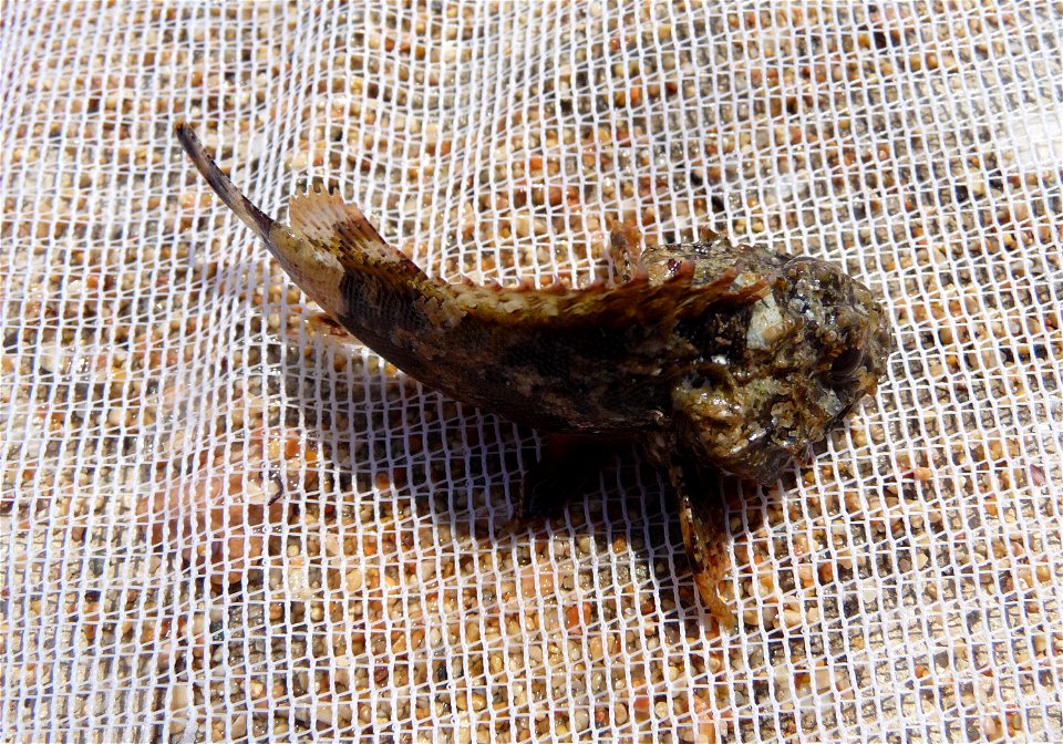 Black scorpionfish Scorpaena porcus. This fish has been caught in Black sea. After very short photosession the fish was released back to the sea. photo