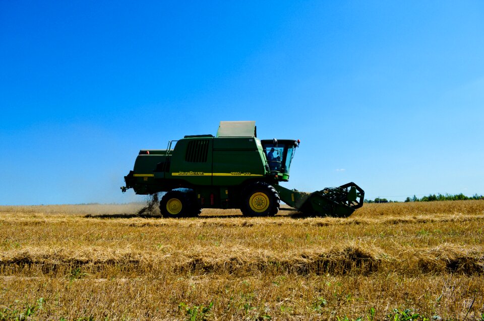 Cereals field summer