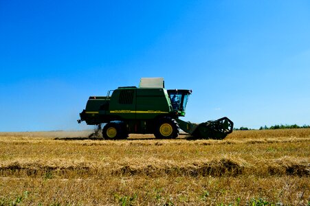 Cereals field summer