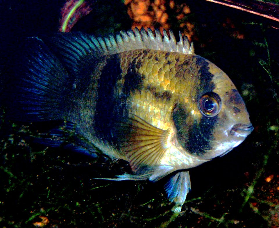 Cleithracara maronii, adultes Tier, dunkle Schreckfärbung