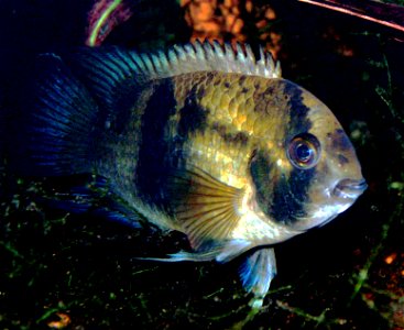 Cleithracara maronii, adultes Tier, dunkle Schreckfärbung