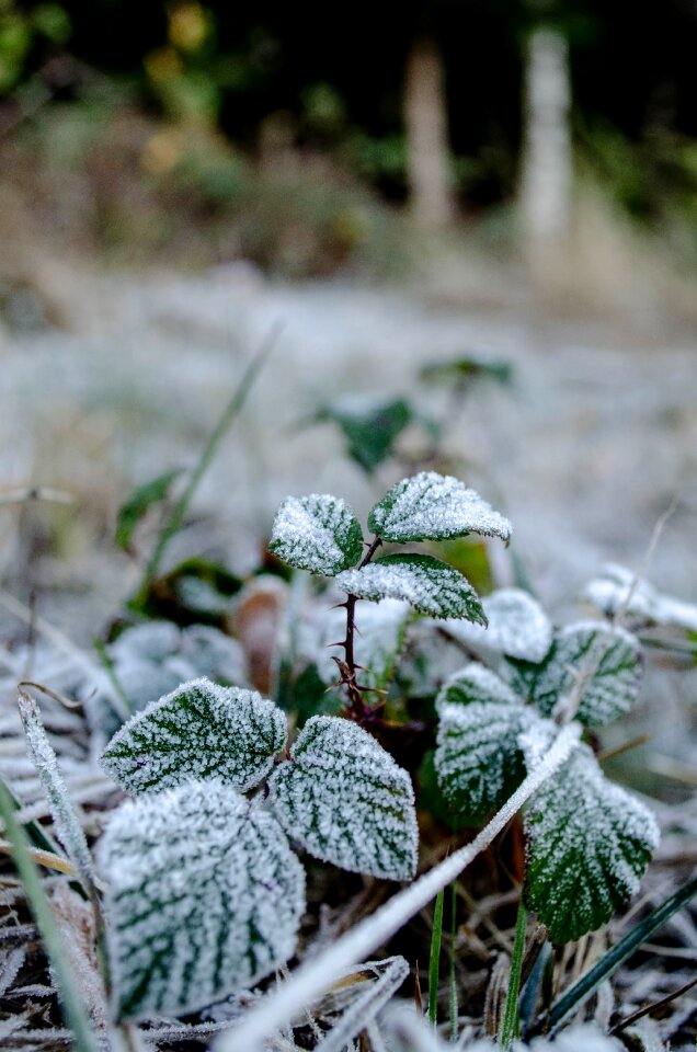 Winter ice nature photo