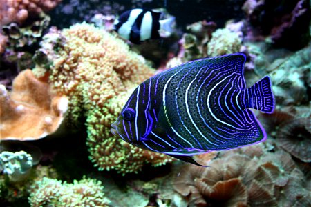 Fish Pomacanthus semicirculatus in Prague sea aquarium, Czech Republic photo