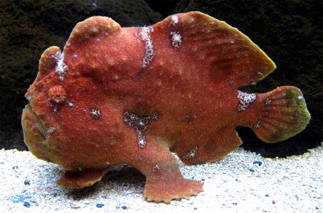 Commerson's frogfish (Antennarius commerson) in Waikiki Aquarium