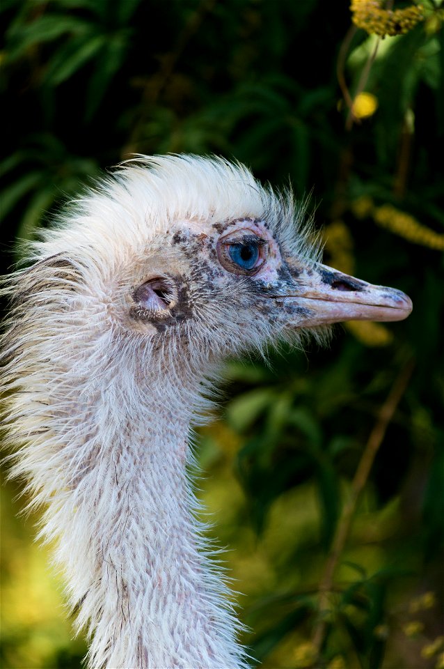 Rhea americana photographed in the Phoenix park in Nice.