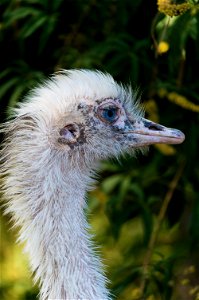 Rhea americana photographed in the Phoenix park in Nice.