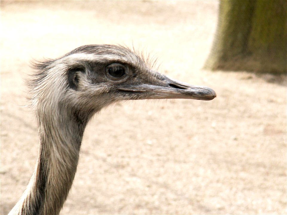 Rhea americana, Nandu, aufgenommen in Hagenbecks Tierpark, Hamburg, Deutschland.