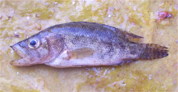 A fresh water fish species from Kathani river of Wainganga basin from the Gadchiroli district of Maharashtra state India. photo