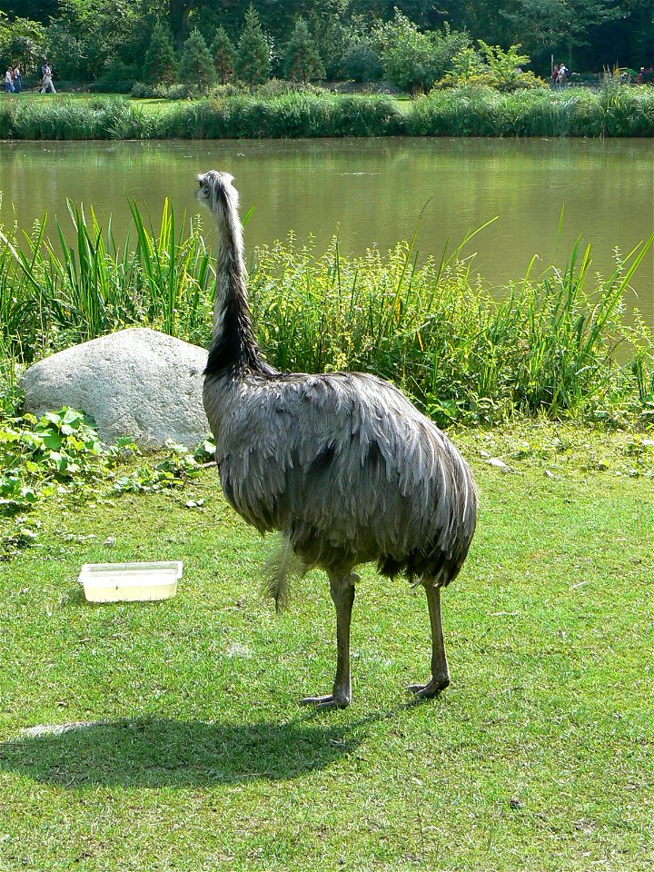 rhea americana / Greater rhea / nandu