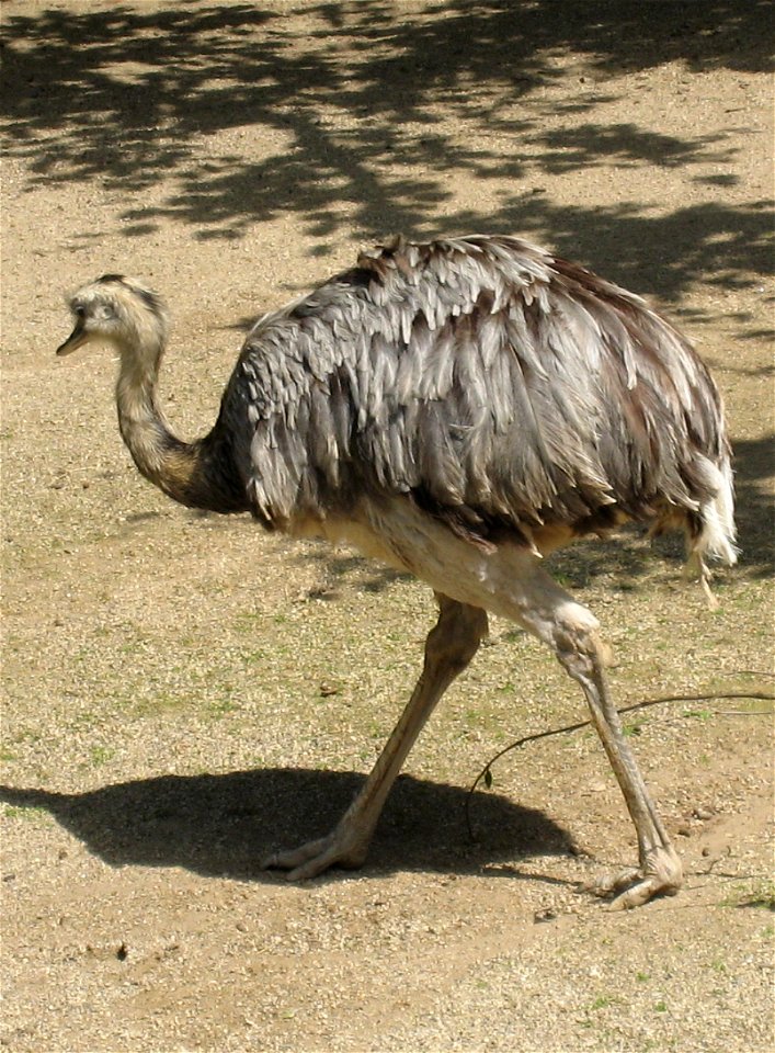 Nandu in Dortmund Zoo.