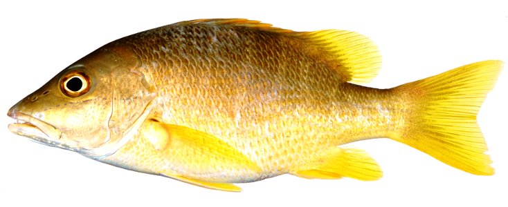 Yellow fin fish photo
