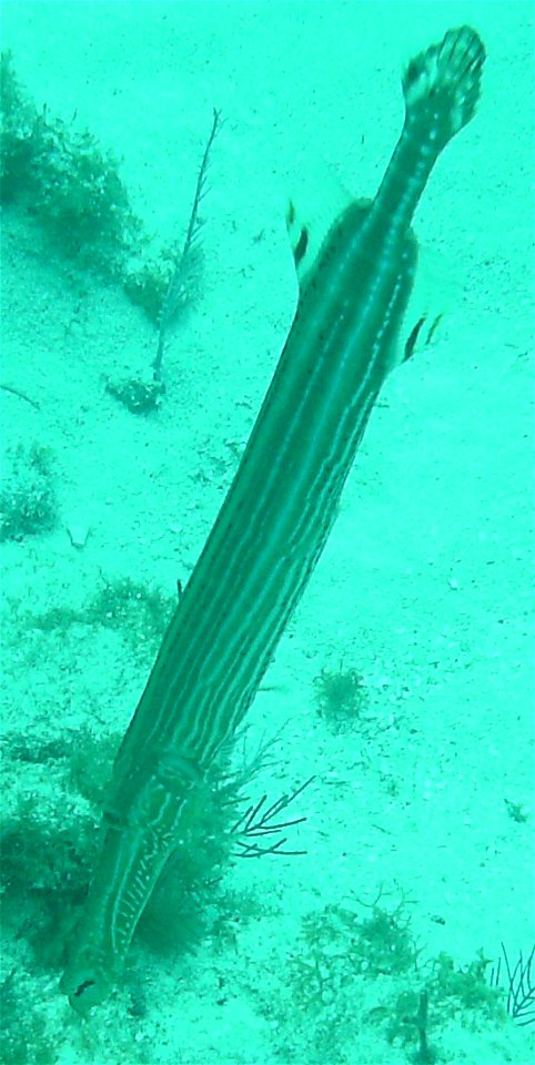 Trumpetfish (Aulostomus maculatus) at Molasses Reef, Florida Keys, March 2008