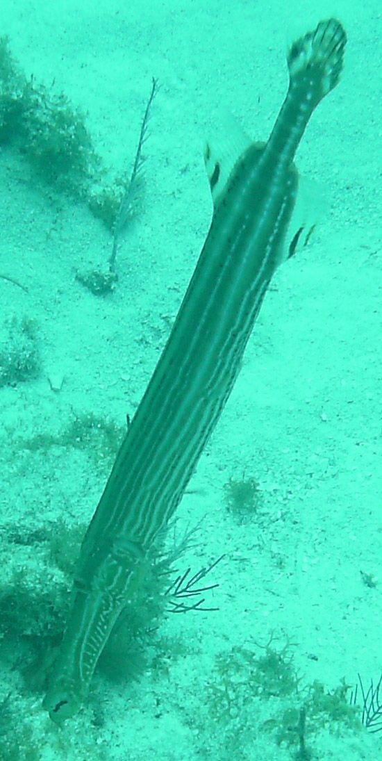 Trumpetfish (Aulostomus maculatus) at Molasses Reef, Florida Keys, March 2008