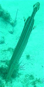 Trumpetfish (Aulostomus maculatus) at Molasses Reef, Florida Keys, March 2008