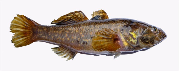 Chinese sleeper, Amur sleeper (Perccottus glenii) - freshwater fish of Odontobutidae family. Found in wild in Ukraine, near Vinnitsa (Vinnytsia) in 2009.