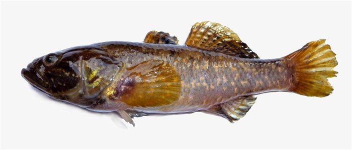 Chinese sleeper, Amur sleeper (Perccottus glenii) - freshwater fish of Odontobutidae family. Found in wild in Ukraine, near Vinnitsa (Vinnytsia) in 2009.