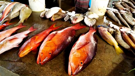 Fish in Victoria Market, Seychelles photo