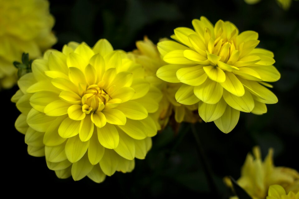 Flowers nature yellow flowers