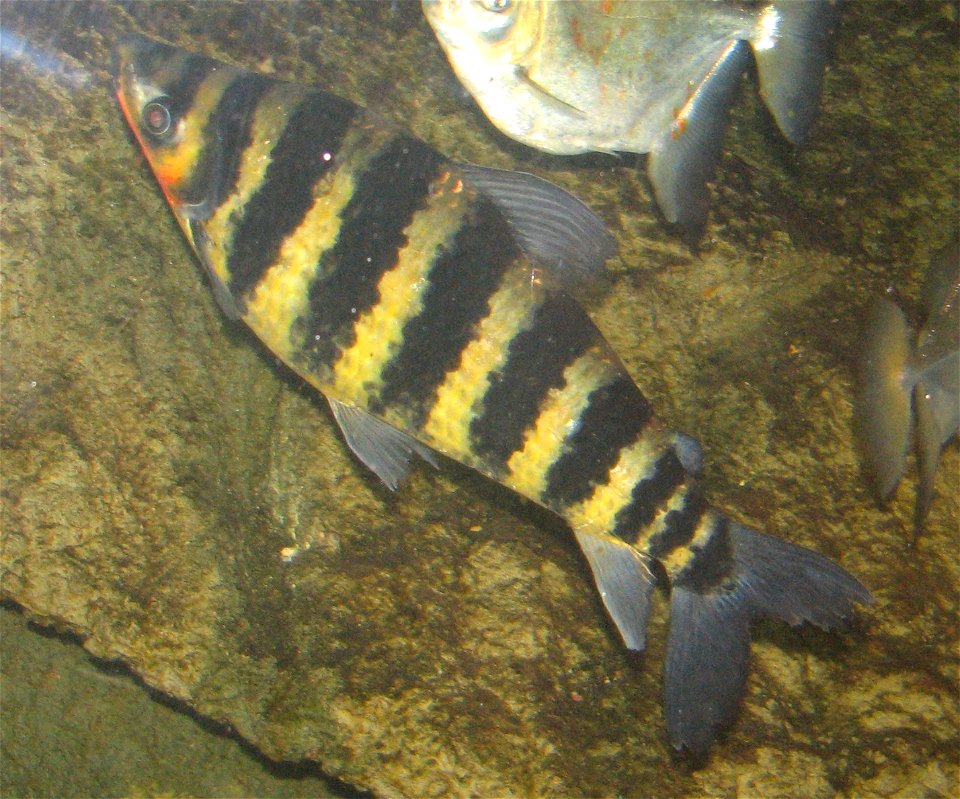 Leporinus fasciatus - Banded Lepornus at Louisville Zoo