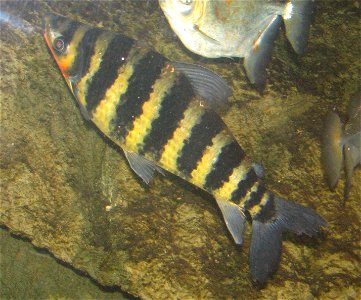 Leporinus fasciatus - Banded Lepornus at Louisville Zoo photo