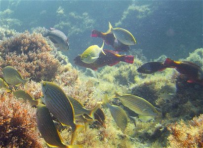 Mediterranean parrotfish (Sparisoma cretense) and Salema porgy (Sarpa salpa) photo