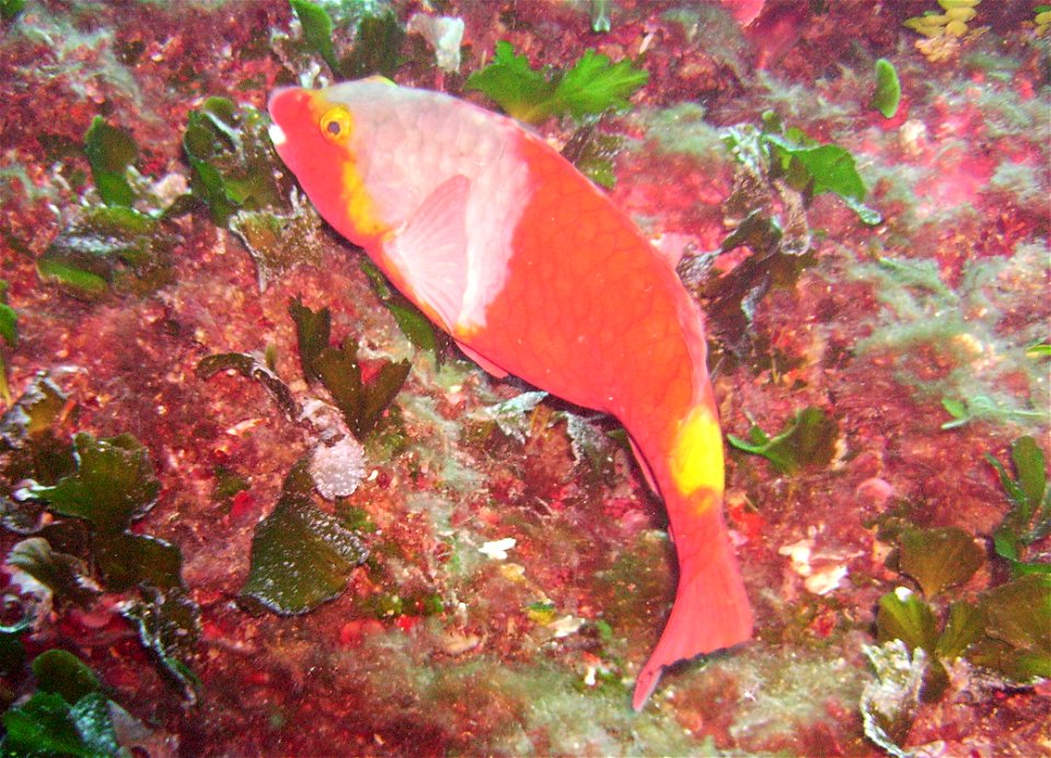 Papgeifisch weiblich