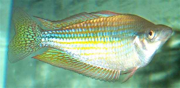 Australian rainbowfish photo