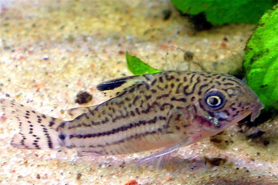 Corydoras trilineatus photo