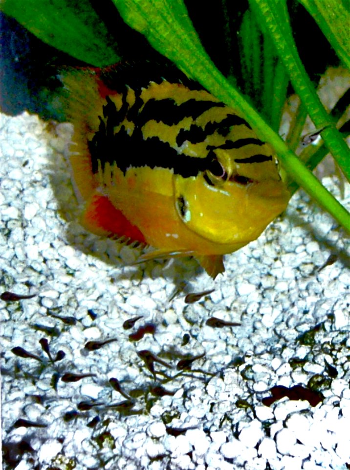 salvini female with fry