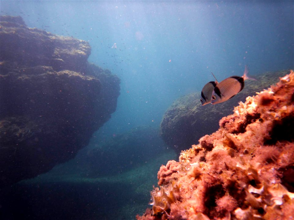 Diplodus vulgaris en Cabo de Palos (Cartagena, Spain)