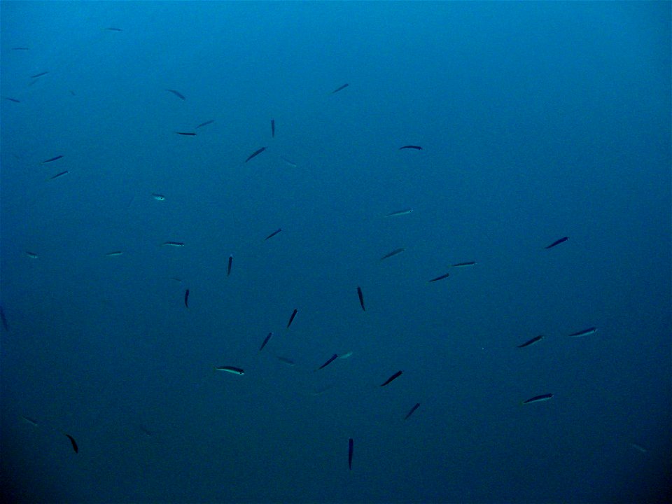 Small Mediterranean fish near Turkey. Shadows added using Picasa.