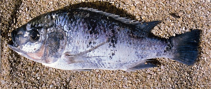 Oreochromis lidole immature, Cape Maclear, Malawi