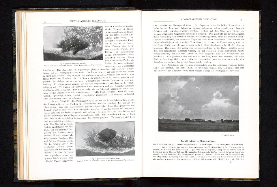 IdentificatieTitel(s): Hyporthodus niveatusJunger Epinephelus niveatus (titel op object)Objecttype: fotomechanische afdruk bladzijde Objectnummer: RP-F-2001-7-968-3-32Opschriften / Merken: opschrift, 
