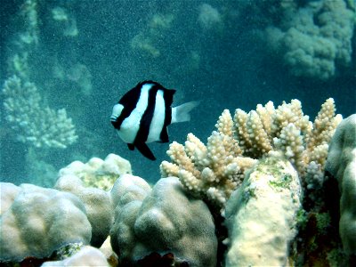 alan slater red sea dahab may 2003