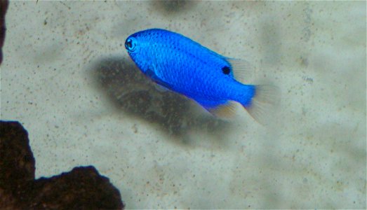 Blue Damsel, Chrysiptera cyanea, in an aquarium photo