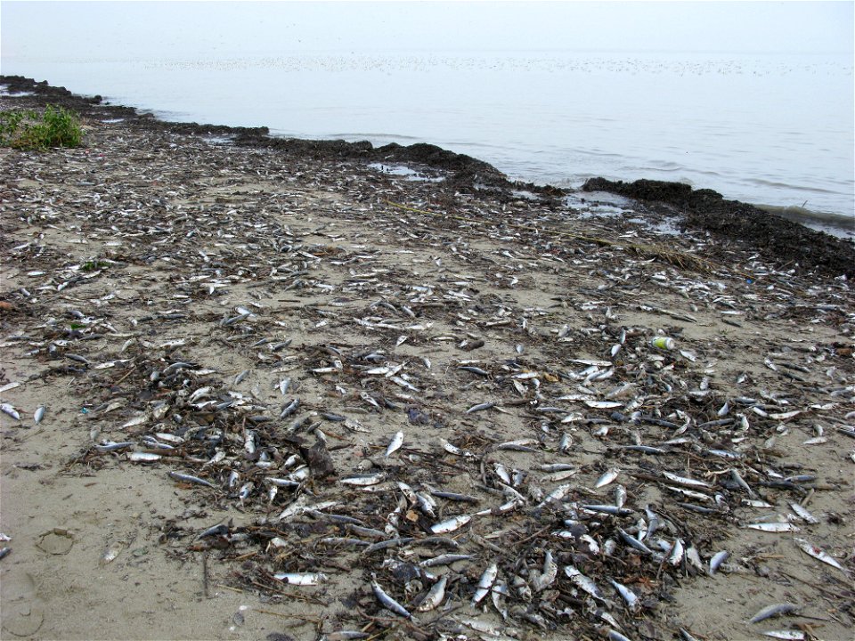Moria di alacce (sardinella aurita) avvenuta nell'Adriatico nord-occidentale per il freddo inverno del 2010.