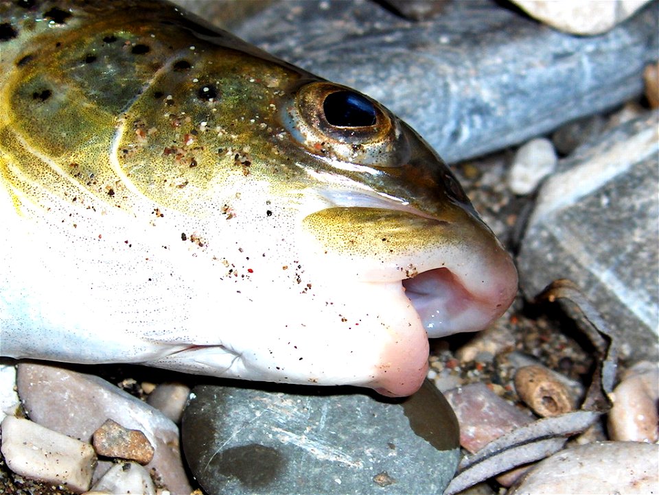 La truite aux lèvre molles (Salmo obtusirostris) capturée dans la rivière Neretva, en Bosnie-Herzétovine, le 22 juillet 2004 photo