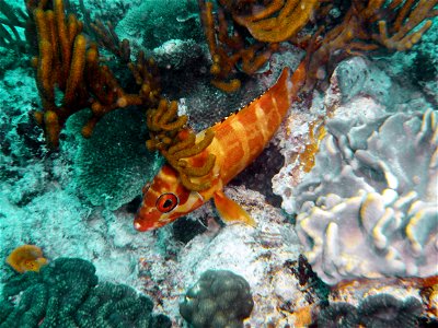 Subject: Epinephelus fasciatus (Blacktip Rockcod) Location: Heron Island, QLD, Australia Dive Site: Coral Grotto Depth: 15m photo