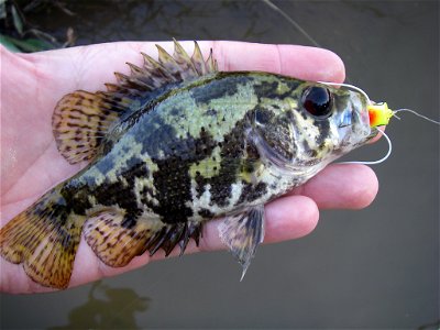 Shadow bass (Ambloplites ariommus) from the Comite River, near Olive Branch, Louisiana