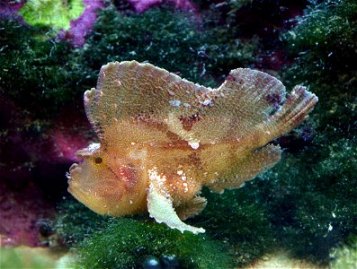 Leaf scorpionfish ( Taenianotus triacanthus ). Aquarium tropical du Palais de la Porte Dorée, in Paris. photo
