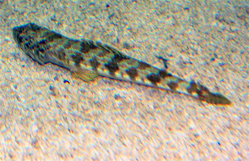 Different types of fishes
A shallow water bottom-dwelling fish found in the Gulf of Mexico. Synodus intermedius.